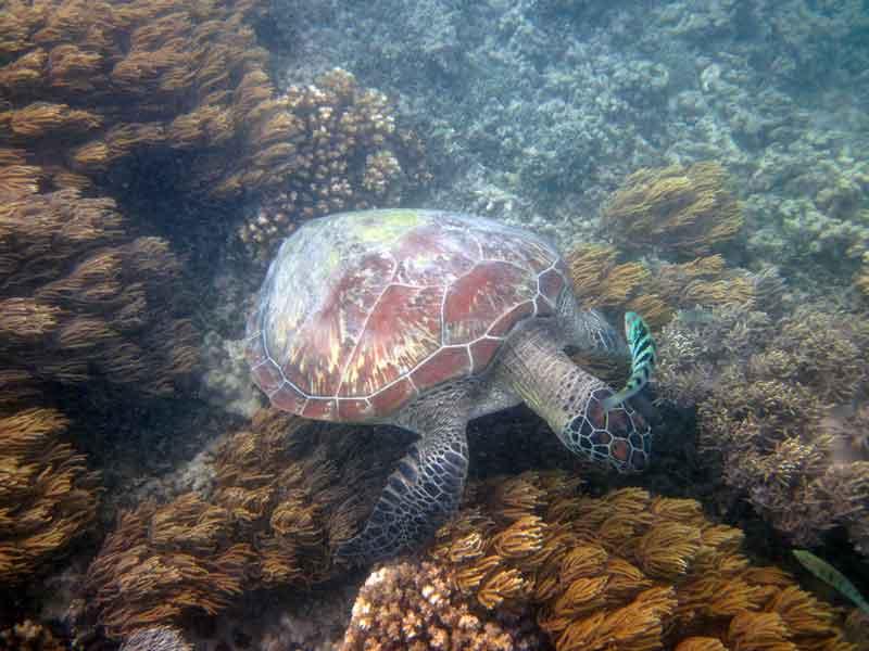 Tortue
