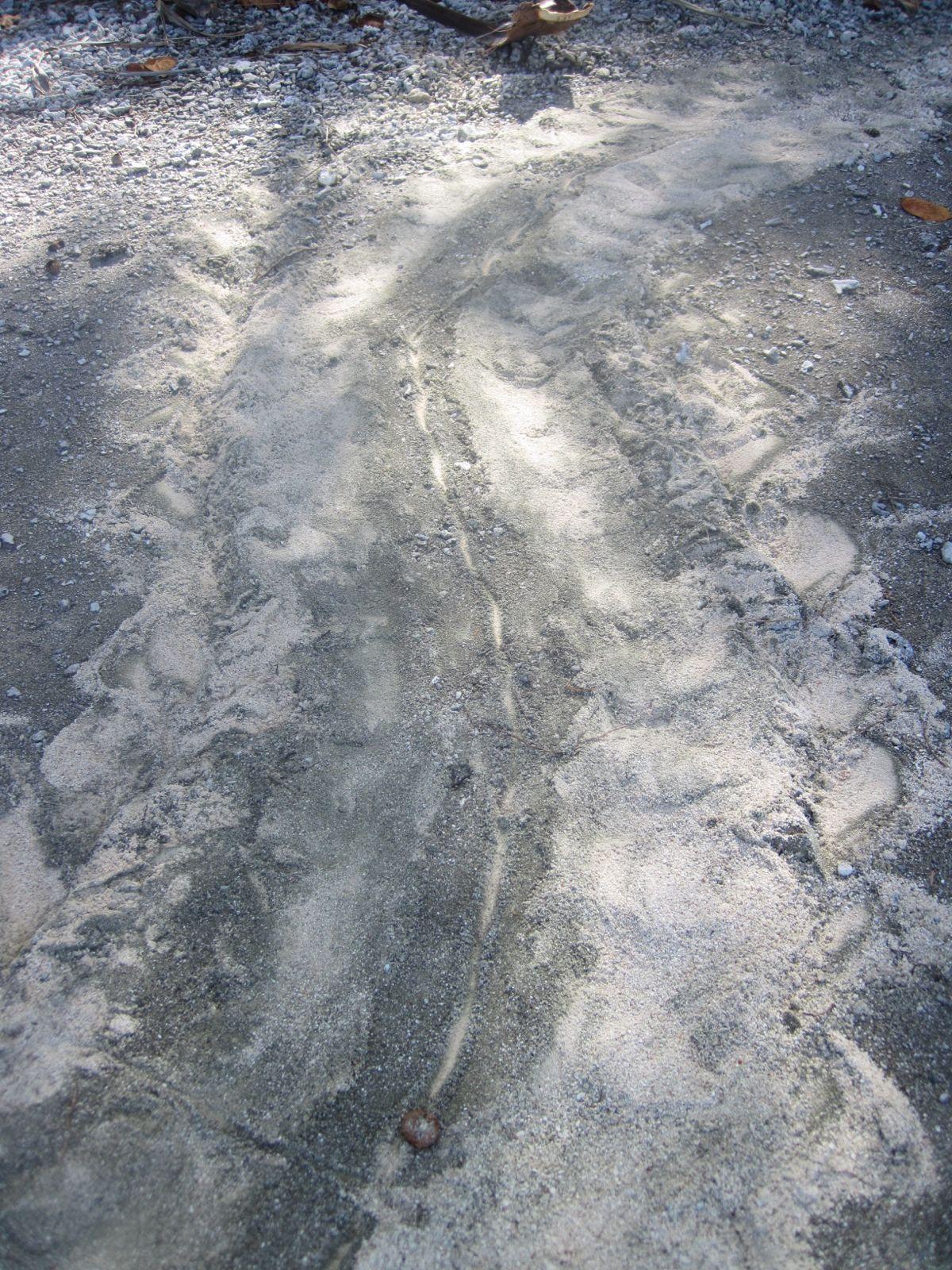 Traces